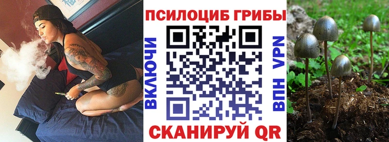 Псилоцибиновые грибы Psilocybe  Ачхой-Мартан 